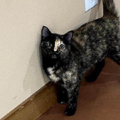 Reeses Pieces (bonded with Little Kitty), a Adoptable mixed breed in Boone, IA image 1/6