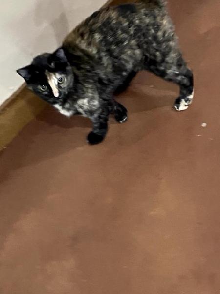 Reeses Pieces, an adoptable Domestic Short Hair in Boone, IA, 50036 | Photo Image 4