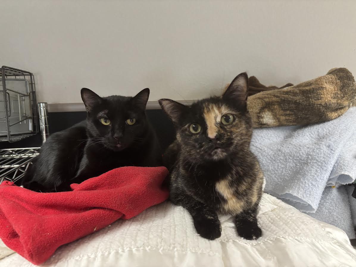 Reeses Pieces (bonded with Little Kitty), an adoptable Domestic Short Hair in Boone, IA, 50036 | Photo Image 3