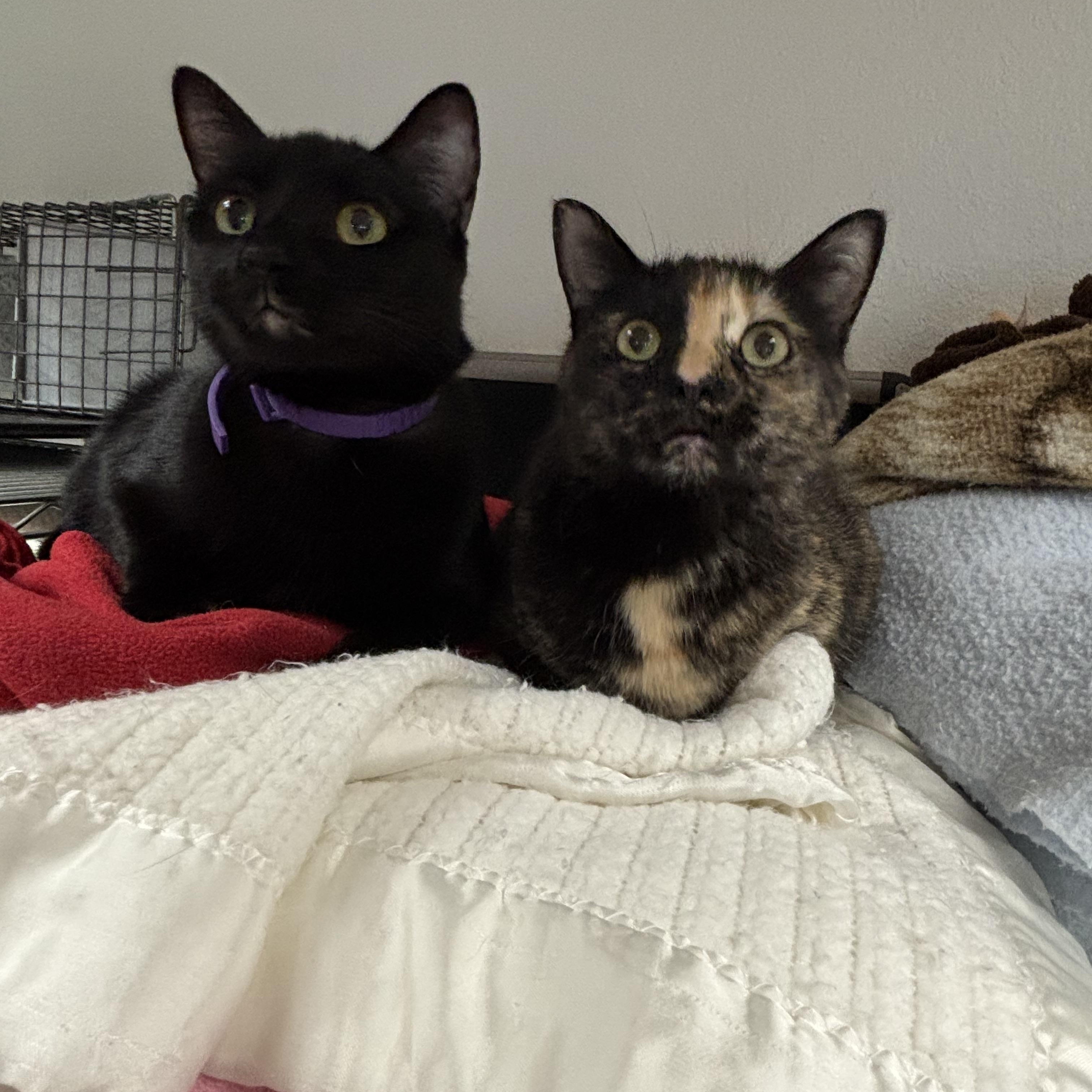 Reeses Pieces (bonded with Little Kitty), a Adoptable mixed breed in Boone, IA image 3/6