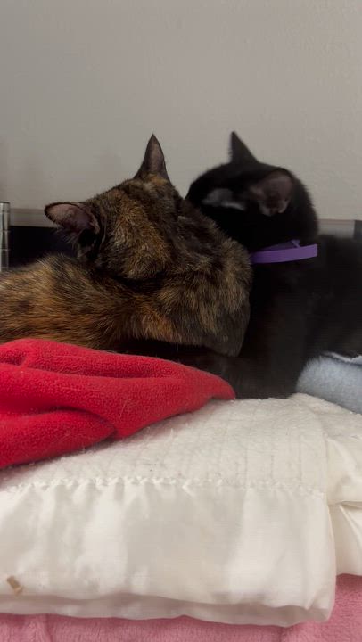 Enlarge Reeses Pieces (bonded with Little Kitty), a Adoptable mixed breed in Boone, IA video 4/6