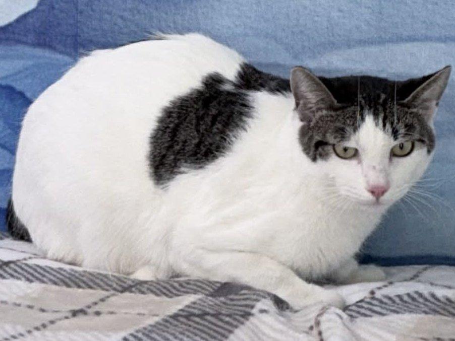 Enlarge Cheetos, a Adoptable mixed breed in Monroe, WA image 4/6