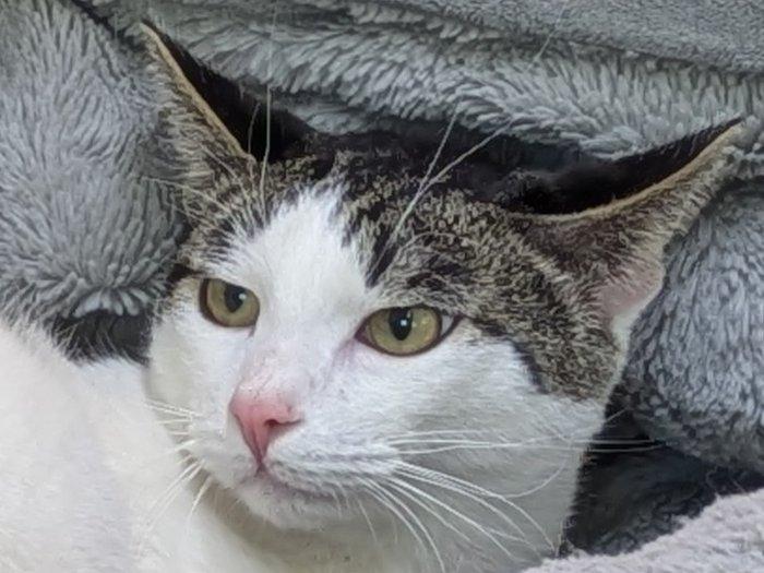 Enlarge Cheetos, a Adoptable mixed breed in Monroe, WA image 1/6