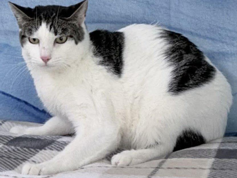 Enlarge Cheetos, a Adoptable mixed breed in Monroe, WA image 5/6