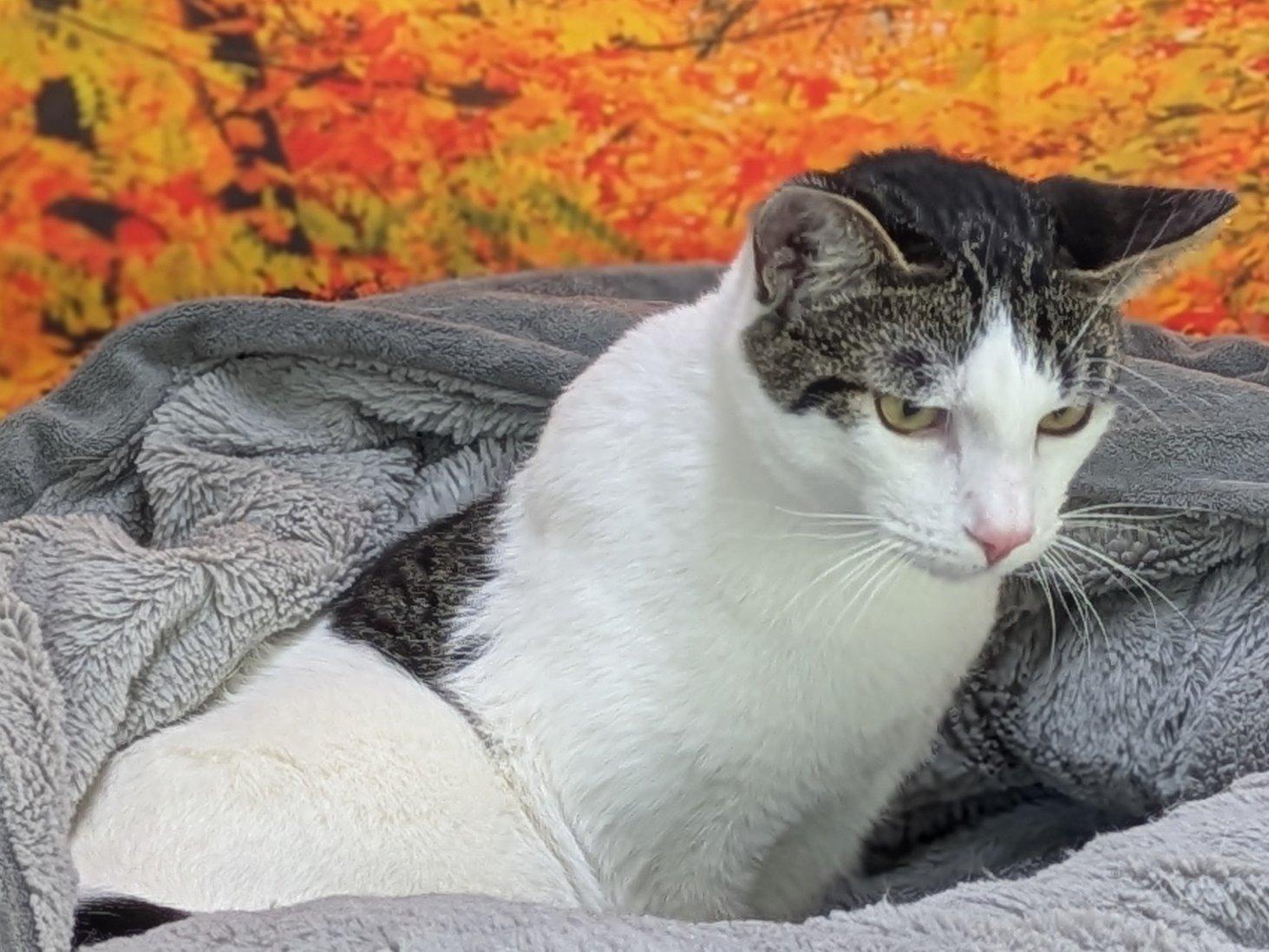 Enlarge Cheetos, a Adoptable mixed breed in Monroe, WA image 3/6