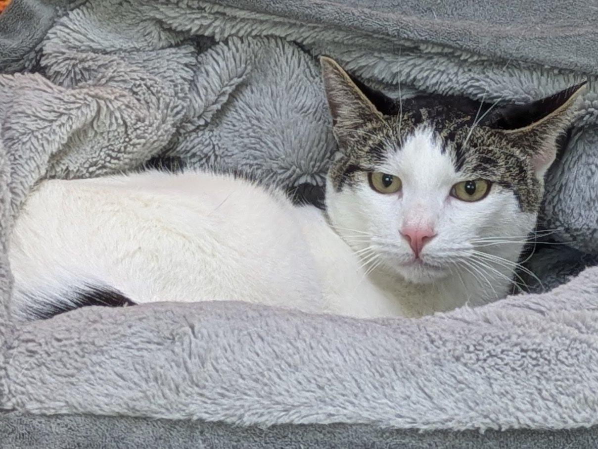 Enlarge Cheetos, a Adoptable mixed breed in Monroe, WA image 2/6