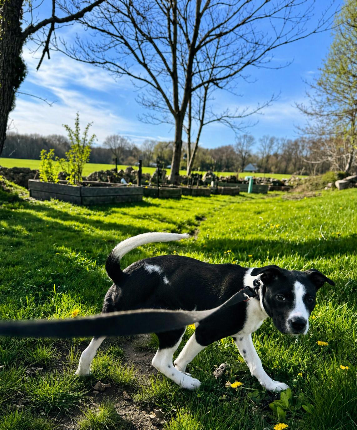 Enlarge Mikey, an adopted mixed breed in Westport, MA image 3/6