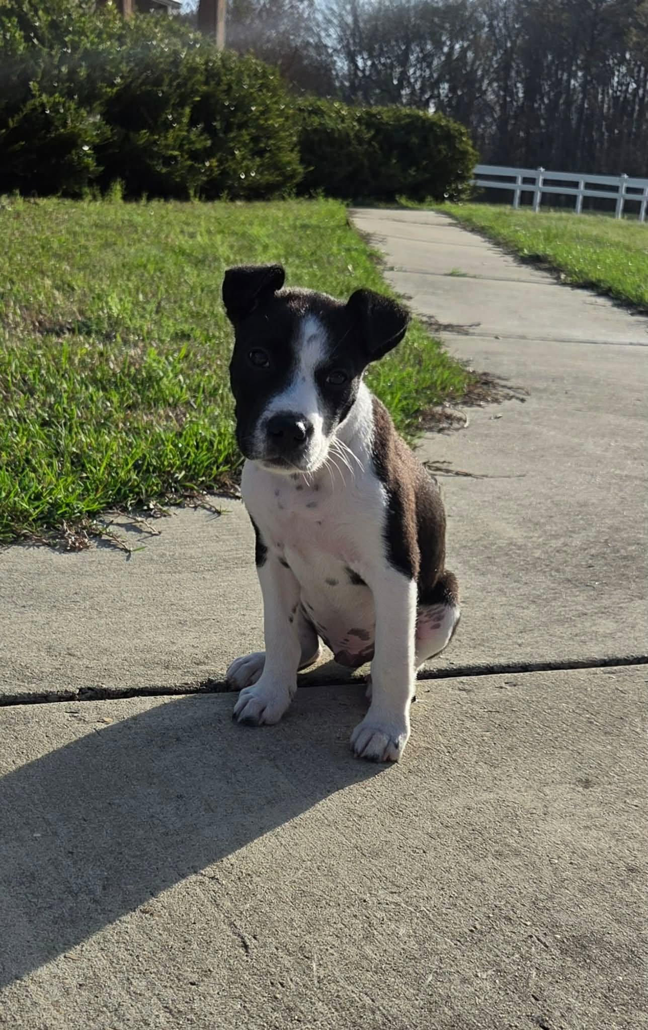 Enlarge Mikey, a Adoptable mixed breed in Westport, MA image 4/6