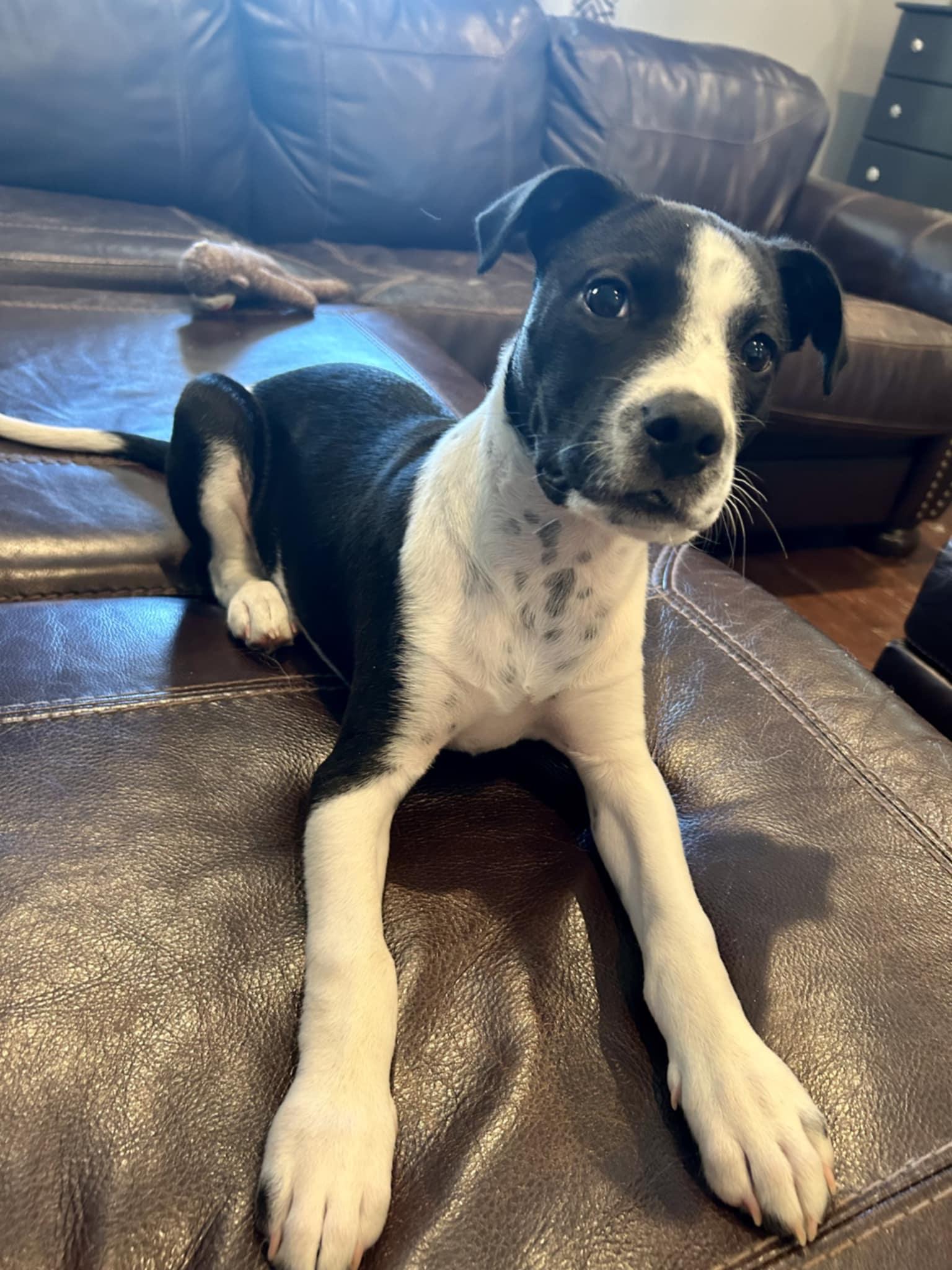 Enlarge Mikey, a Adoptable mixed breed in Westport, MA image 1/6