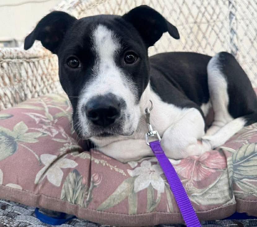 Enlarge Mikey, an adopted mixed breed in Westport, MA image 5/6