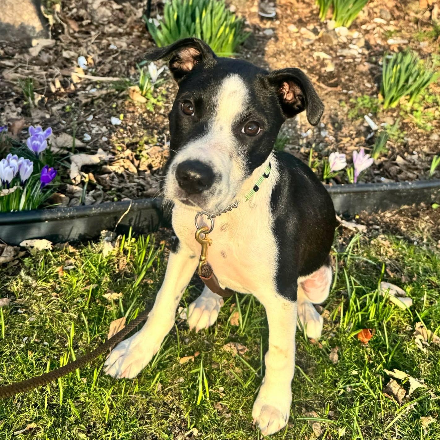 Enlarge Mikey, an adopted mixed breed in Westport, MA image 1/6