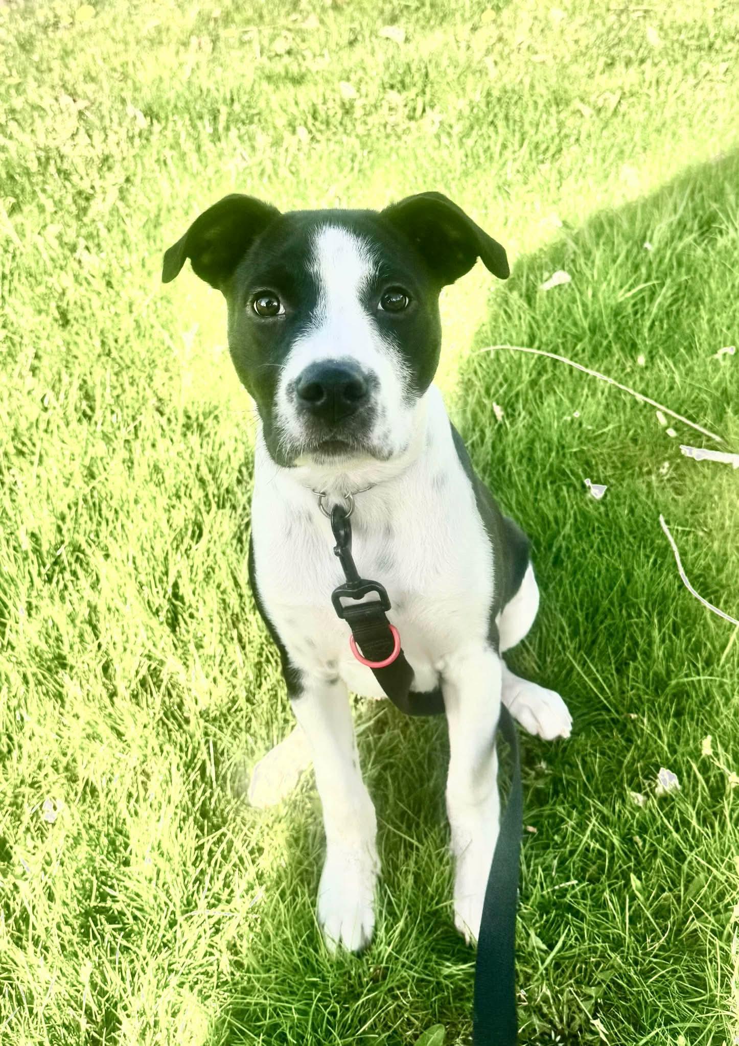 Enlarge Mikey, an adopted mixed breed in Westport, MA image 2/6