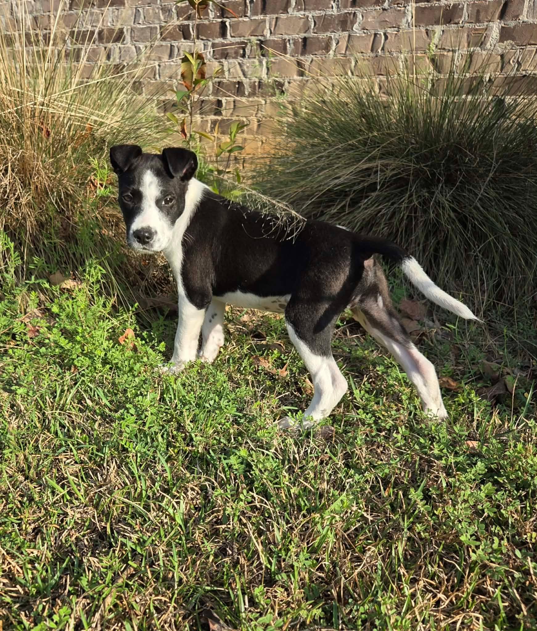 Enlarge Mikey, a Adoptable mixed breed in Westport, MA image 5/6