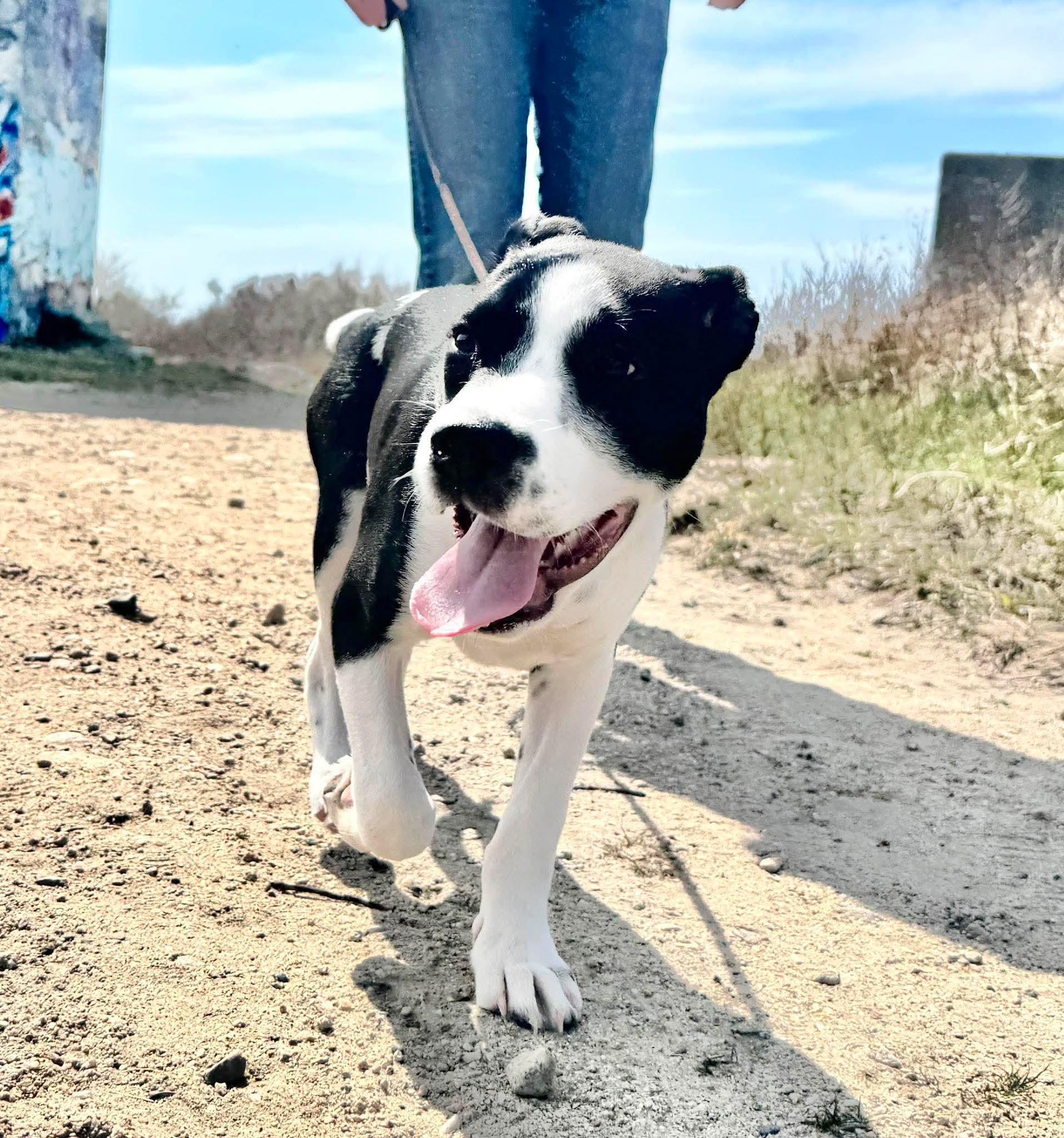 Enlarge Mikey, an adopted mixed breed in Westport, MA image 6/6