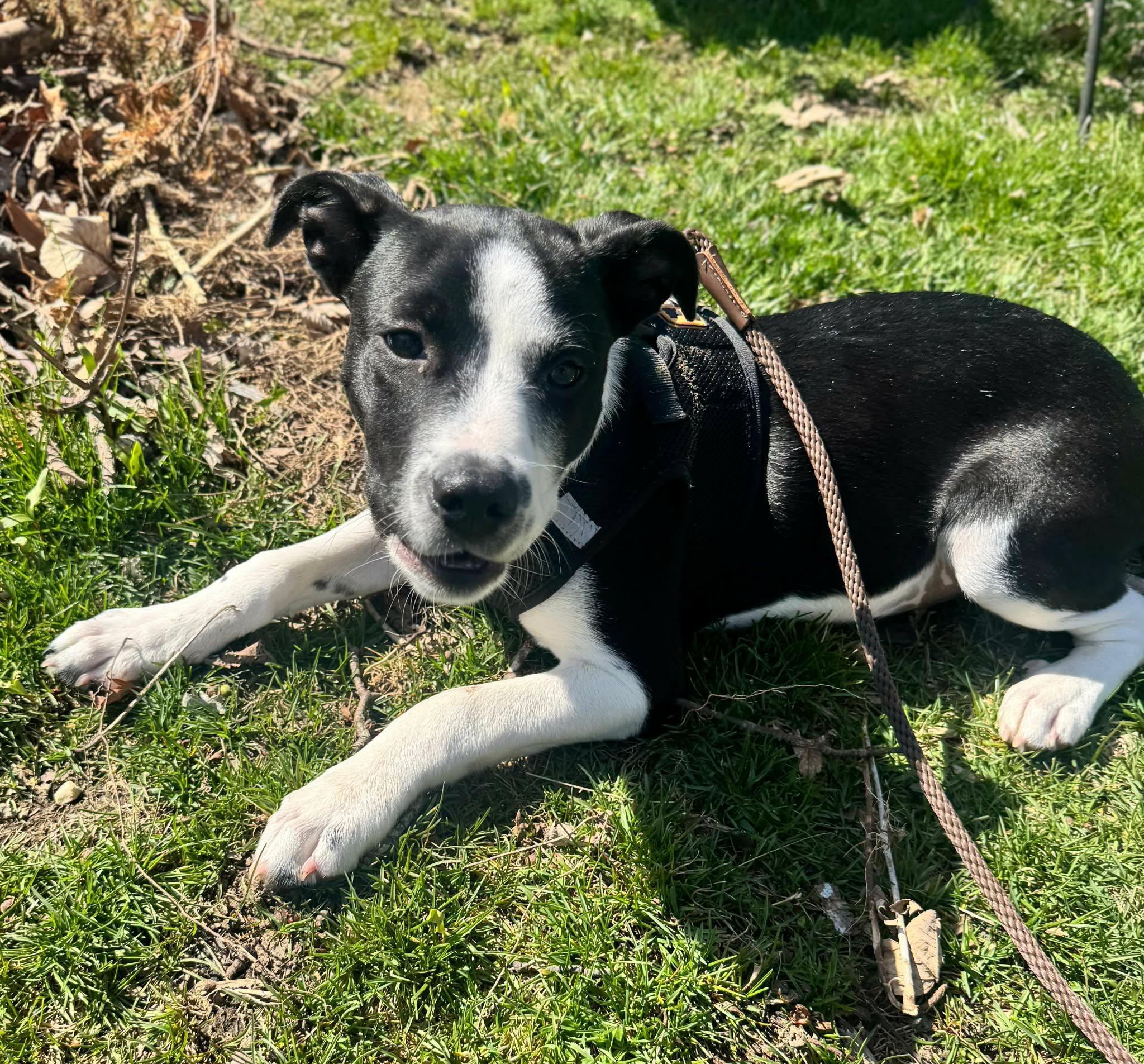 Enlarge Mikey, an adopted mixed breed in Westport, MA image 4/6