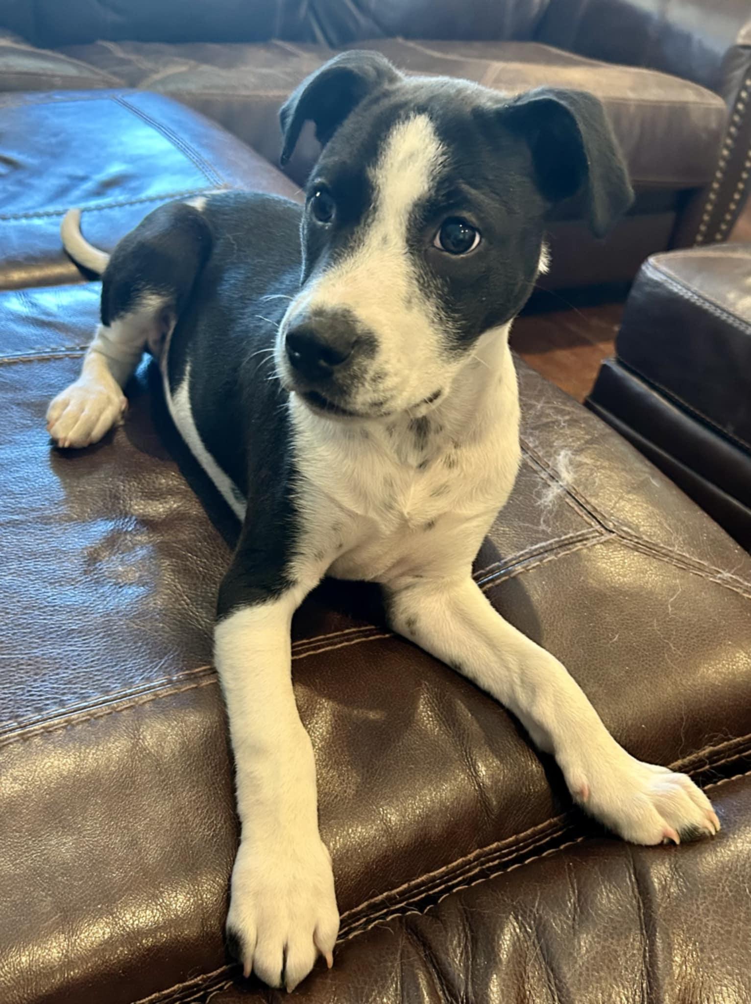 Enlarge Mikey, a Adoptable mixed breed in Westport, MA image 3/6