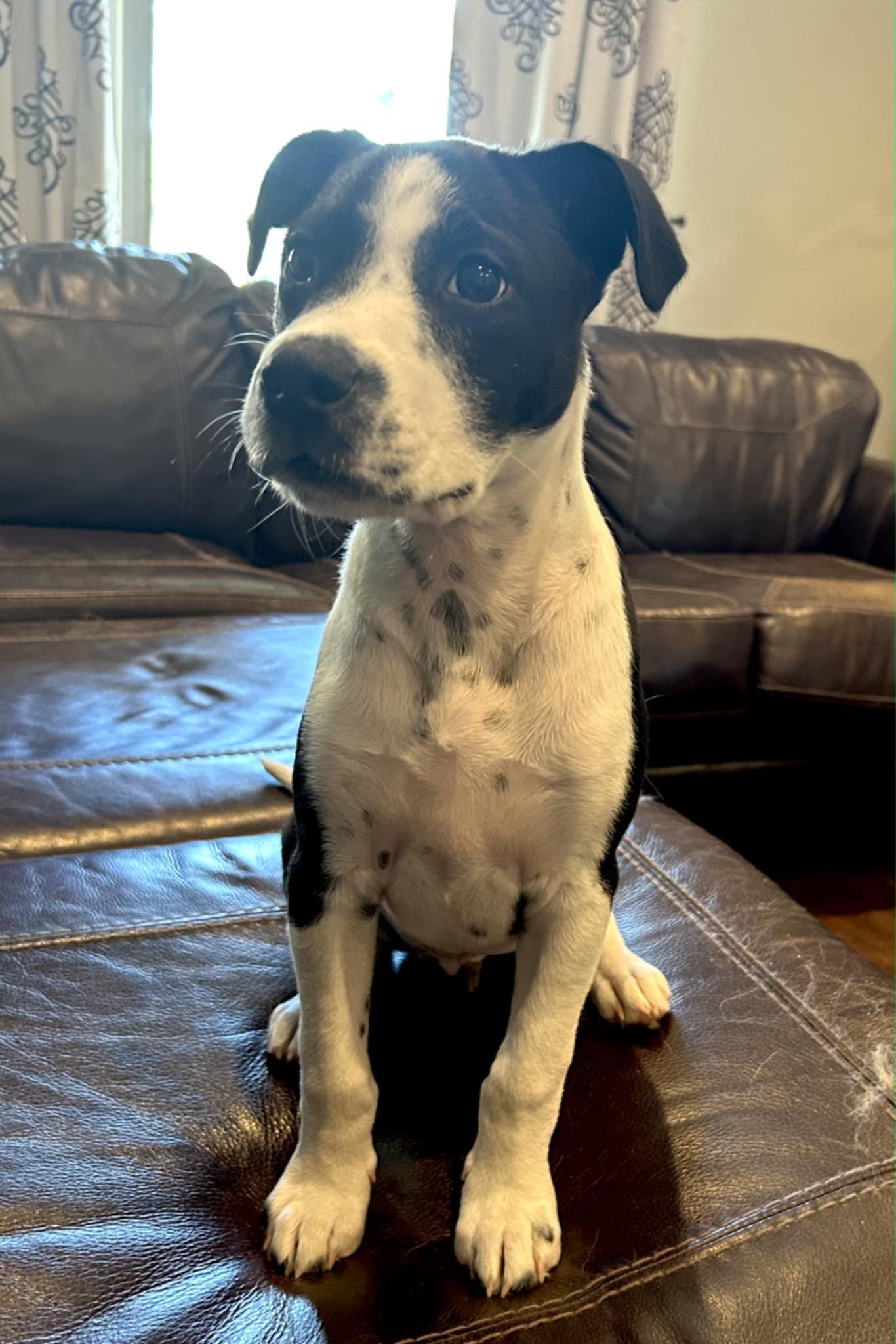 Enlarge Mikey, a Adoptable mixed breed in Westport, MA image 6/6