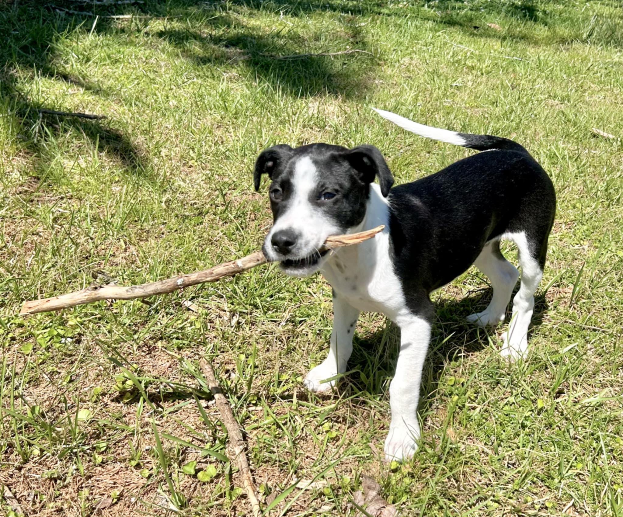 Enlarge Mikey, a Adoptable mixed breed in Westport, MA image 2/6