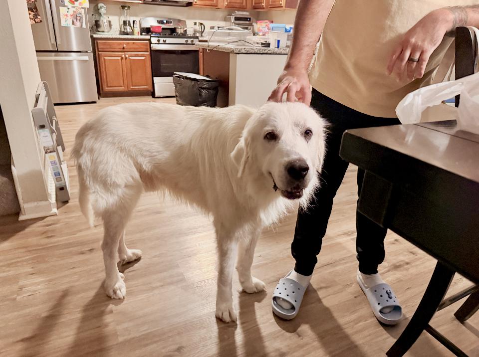 Higgins HTX, Adoptable, Adult Male Great Pyrenees.