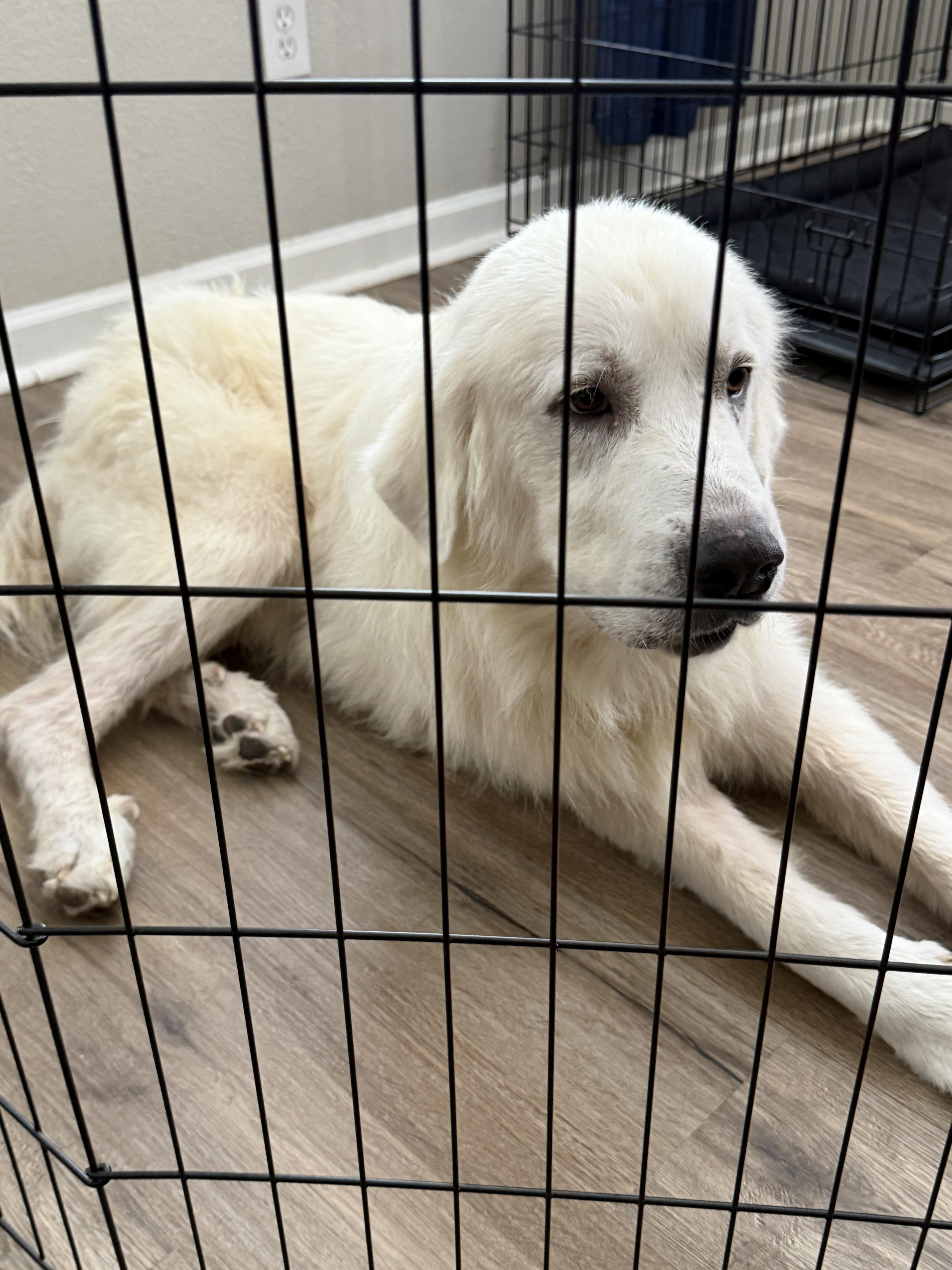Enlarge Higgins HTX, a Adoptable Great Pyrenees in Saint Jo, TX image 2/6