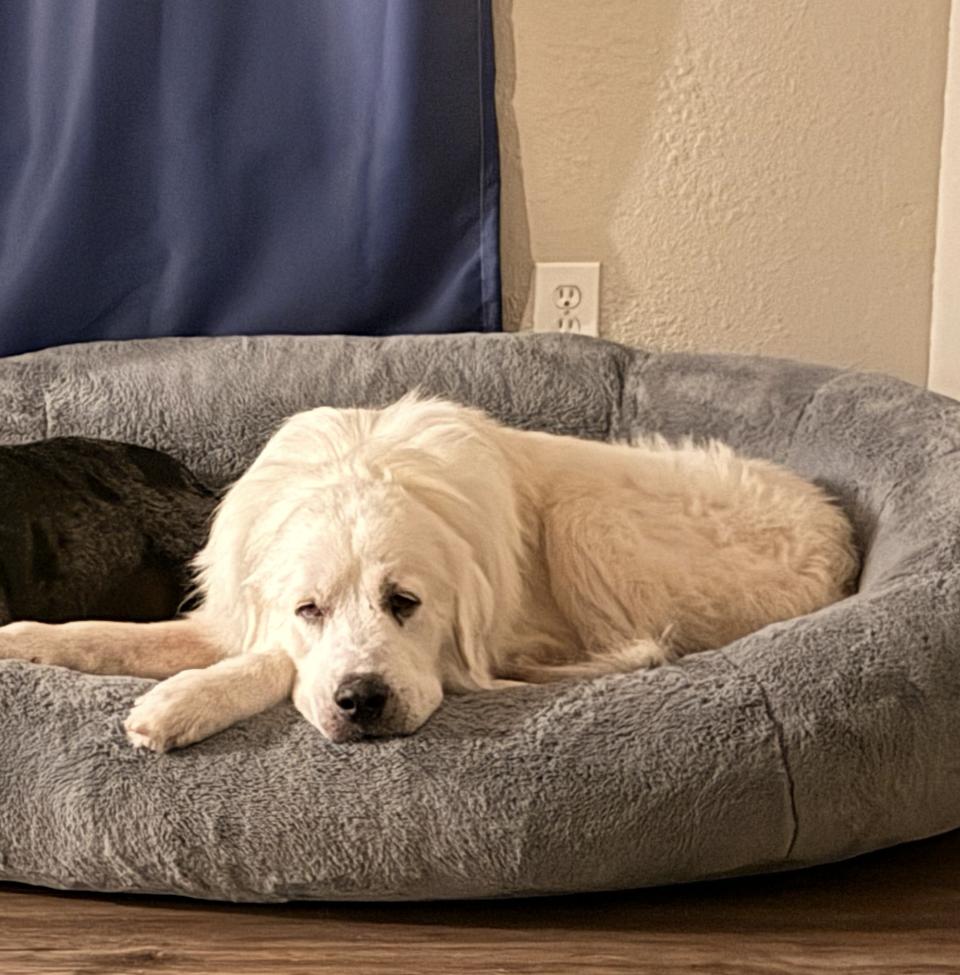 Enlarge Higgins HTX, a Adoptable Great Pyrenees in Saint Jo, TX image 3/6