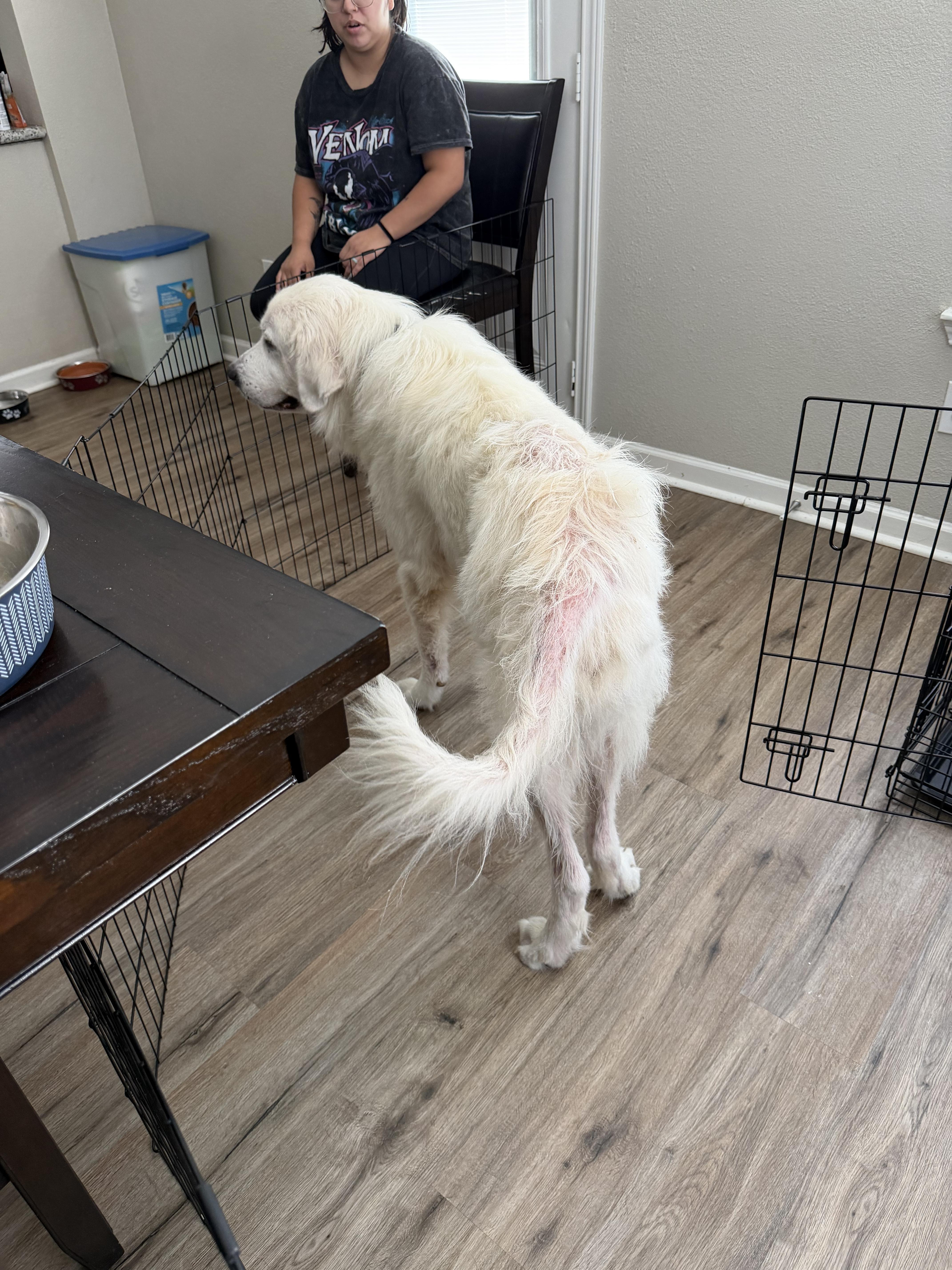 Enlarge Higgins HTX, a Adoptable Great Pyrenees in Saint Jo, TX image 4/6