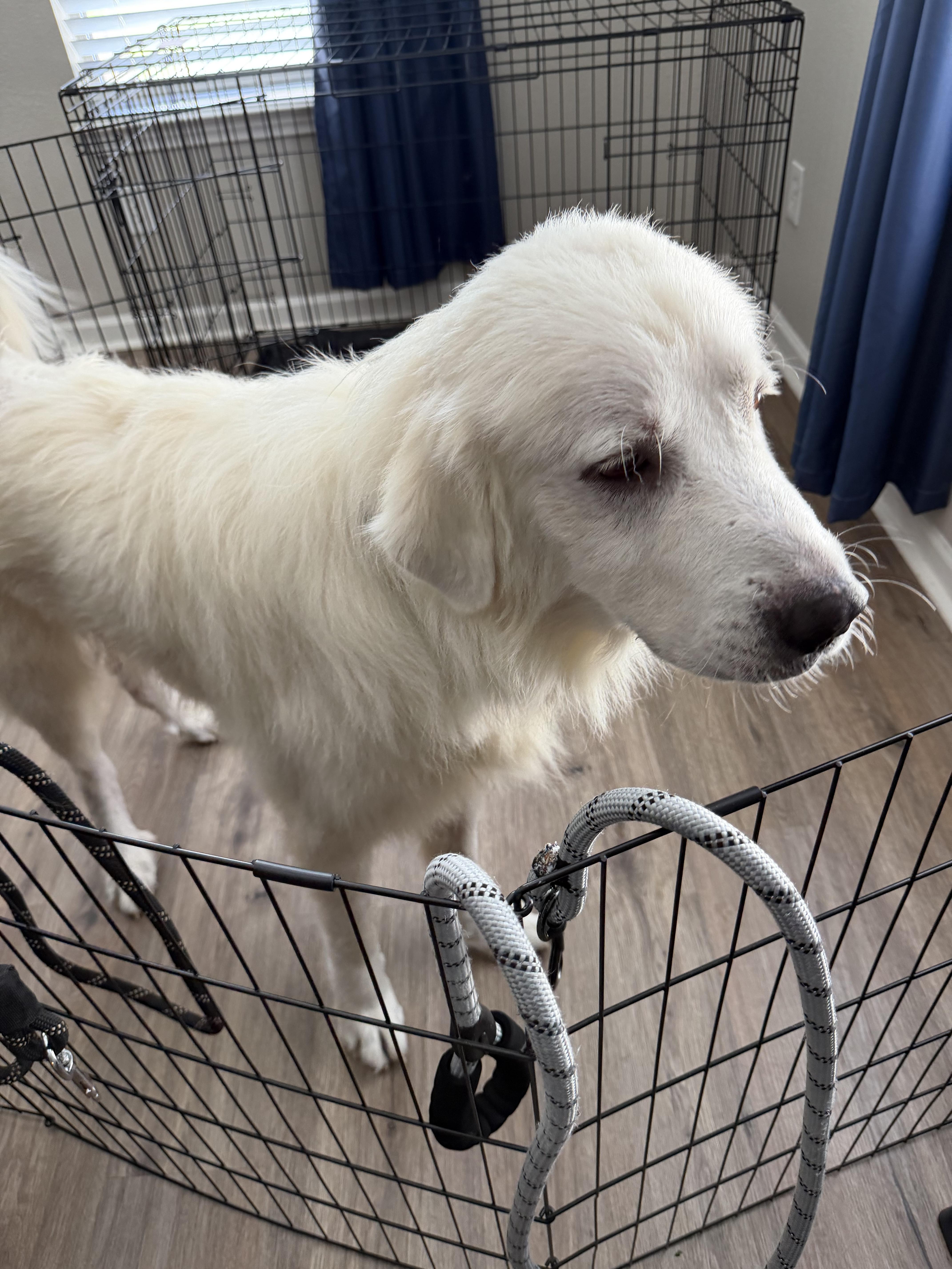 Enlarge Higgins HTX, a Adoptable Great Pyrenees in Saint Jo, TX image 5/6