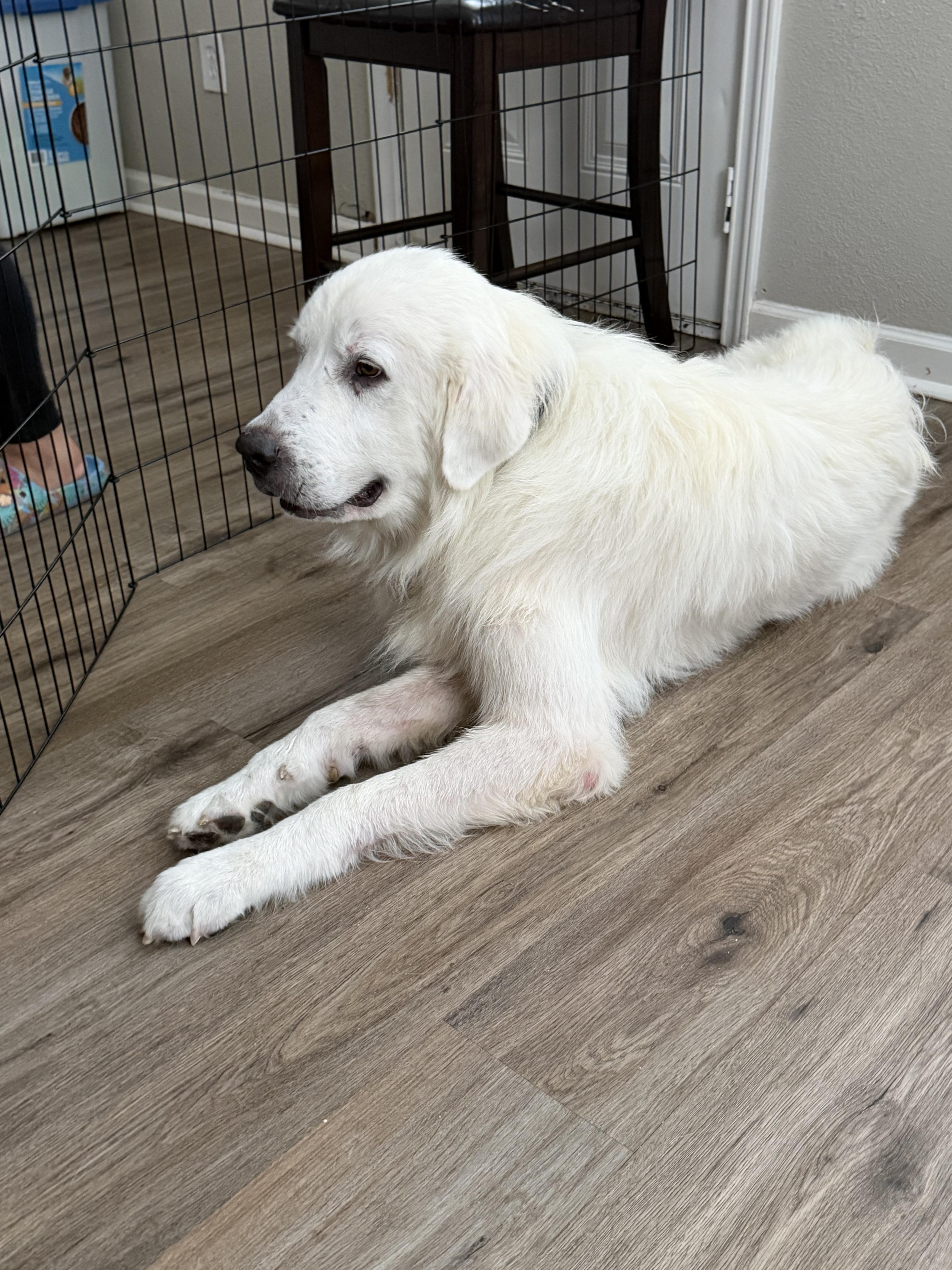 Enlarge Higgins HTX, a Adoptable Great Pyrenees in Saint Jo, TX image 6/6