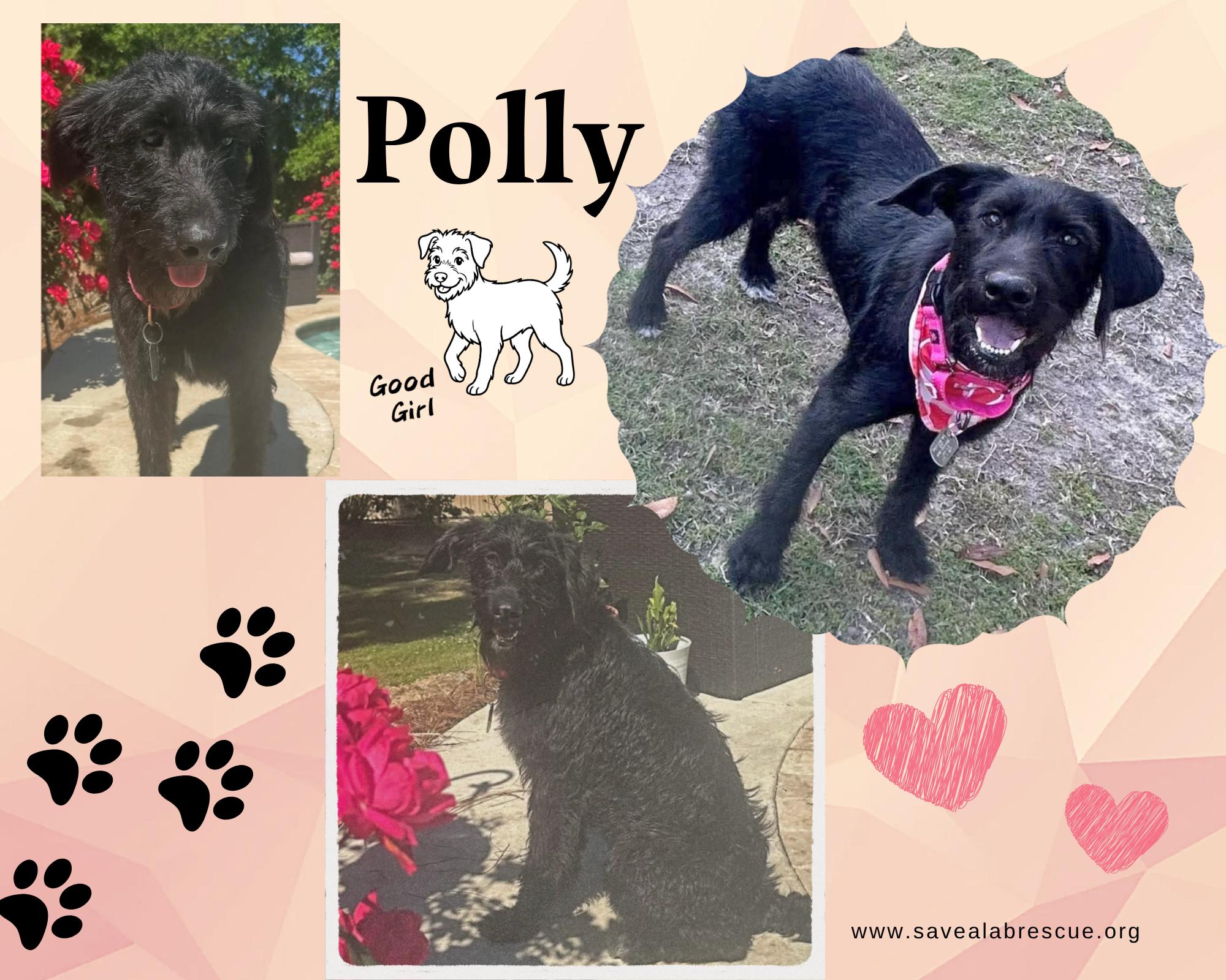 Polly, ADOPTABLE, Young Female Labrador Retriever & Labradoodle.