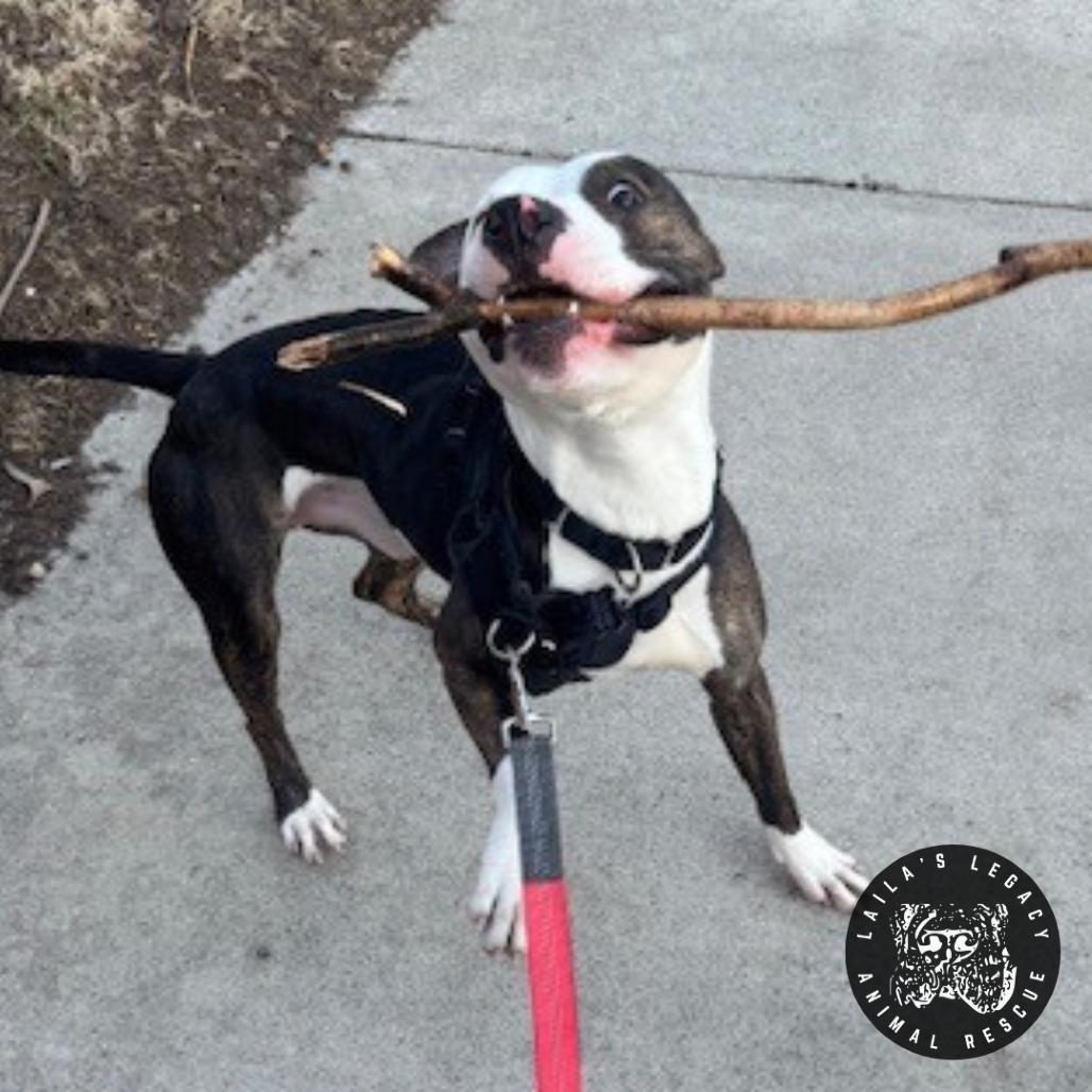Camden, Adoptable, Adult Male Terrier & Mixed Breed.
