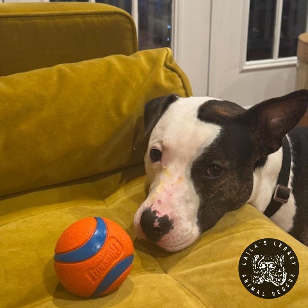 Enlarge Camden, a Adoptable mixed breed in Washington, DC image 2/6