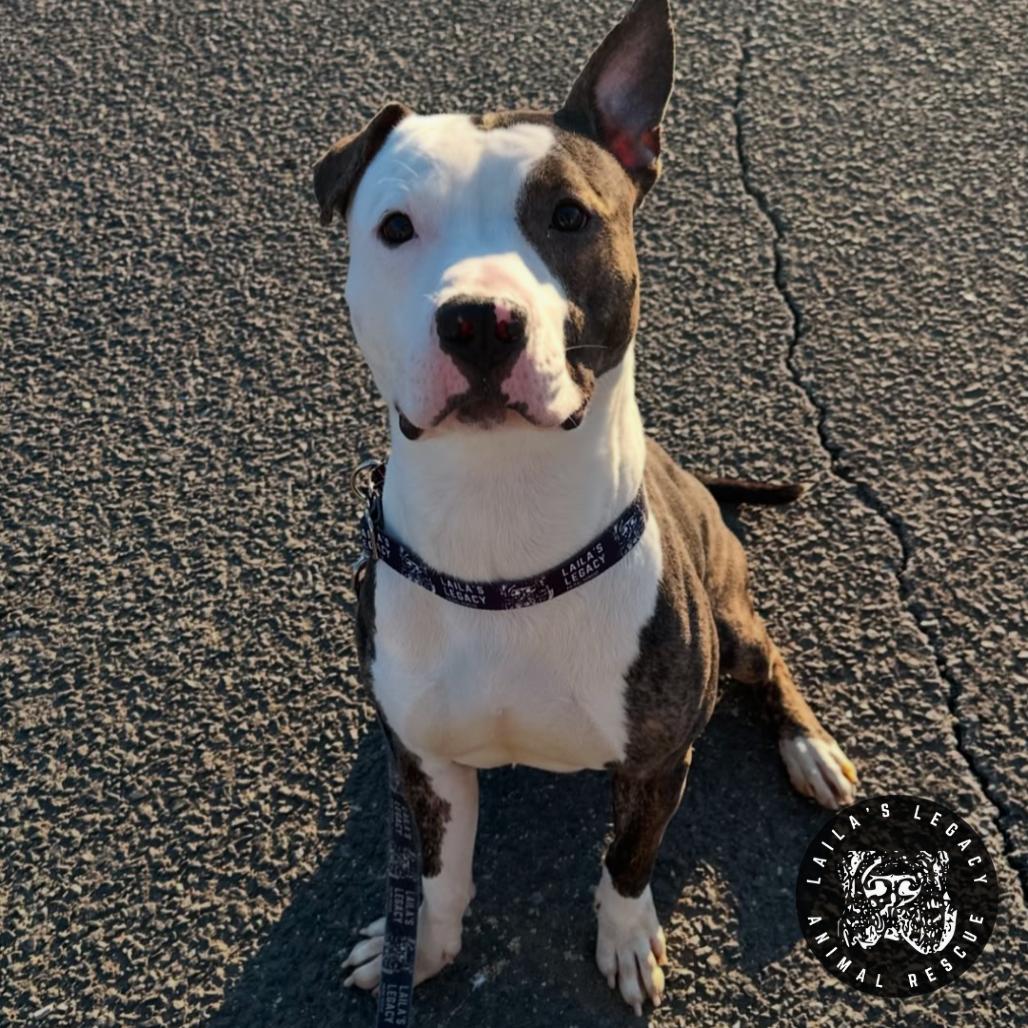 Enlarge Camden, a Adoptable mixed breed in Washington, DC image 3/6
