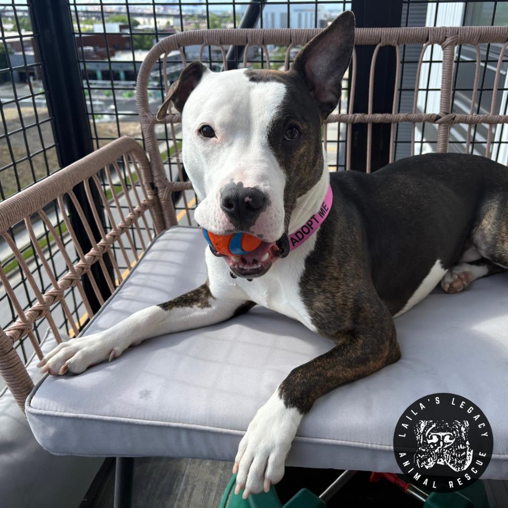 Enlarge Camden, a Adoptable mixed breed in Washington, DC image 4/6