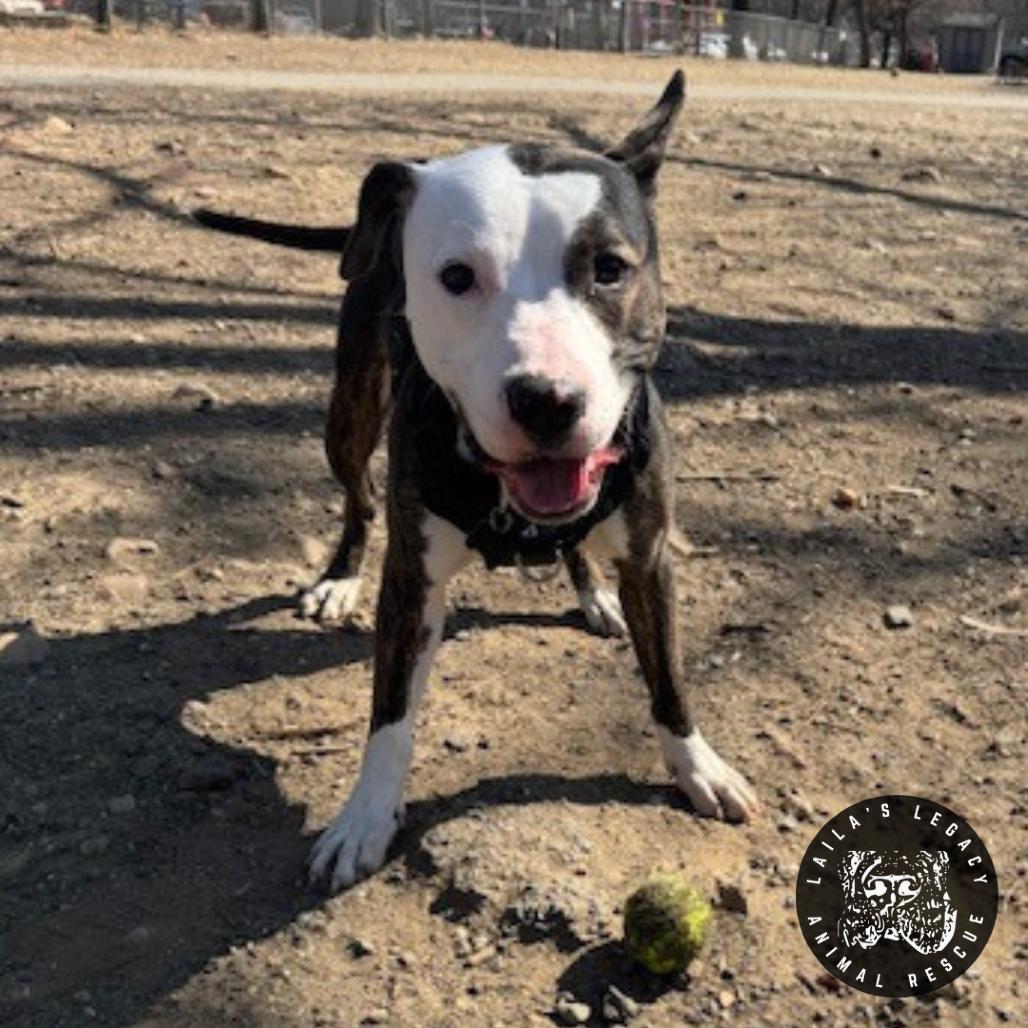 Enlarge Camden, a Adoptable mixed breed in Washington, DC image 5/6