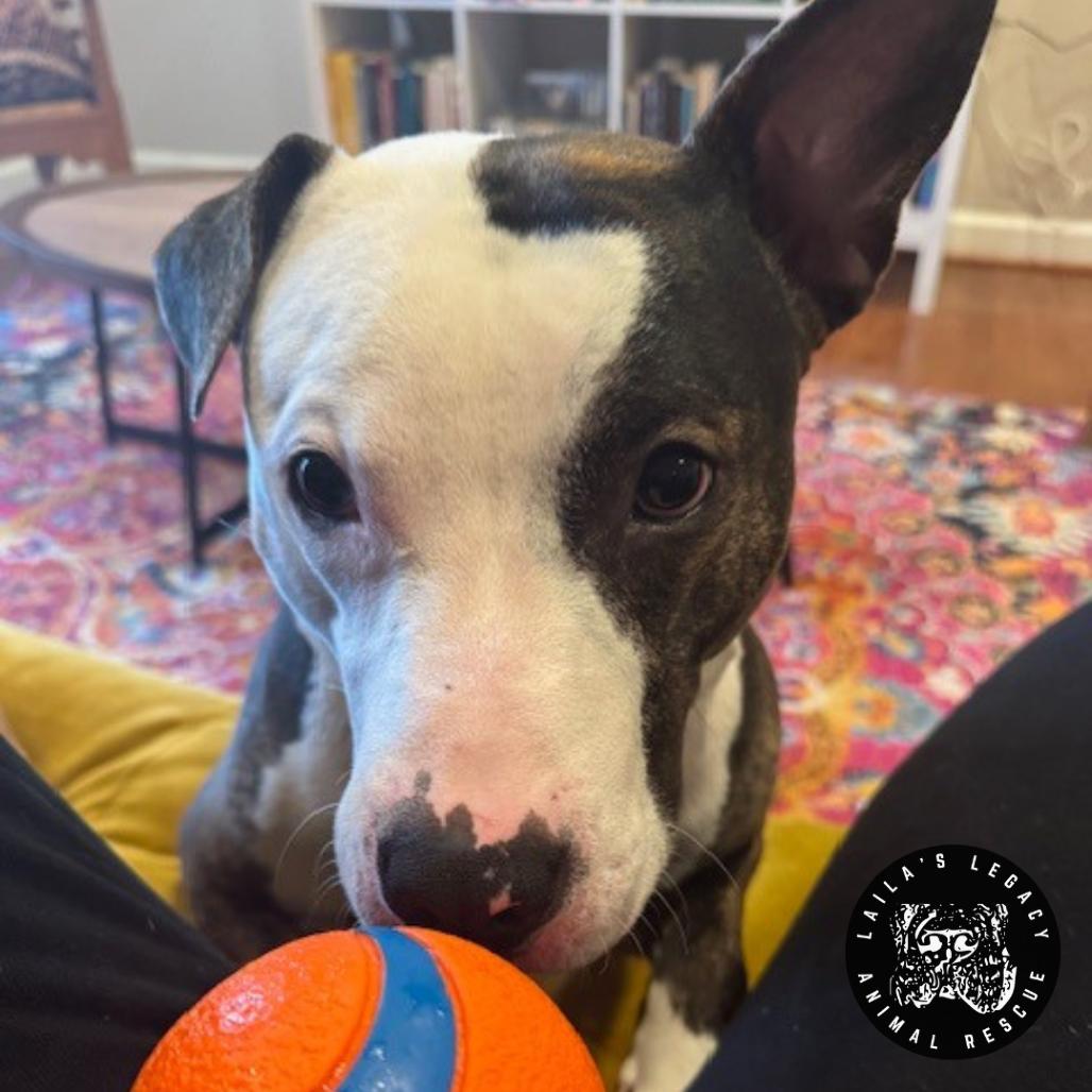 Enlarge Camden, a Adoptable mixed breed in Washington, DC image 6/6