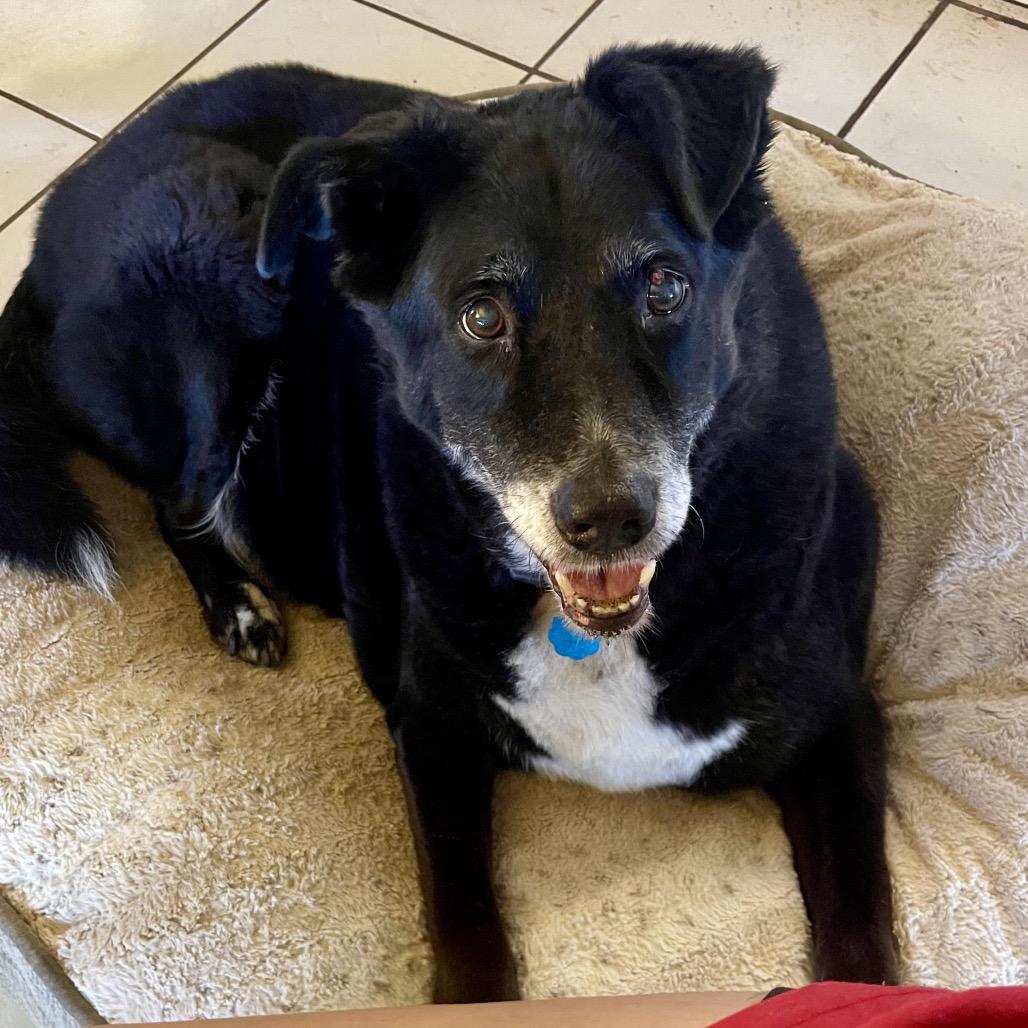 Enlarge Murphy, a Adoptable Black Labrador Retriever in Aledo, TX image 1/6