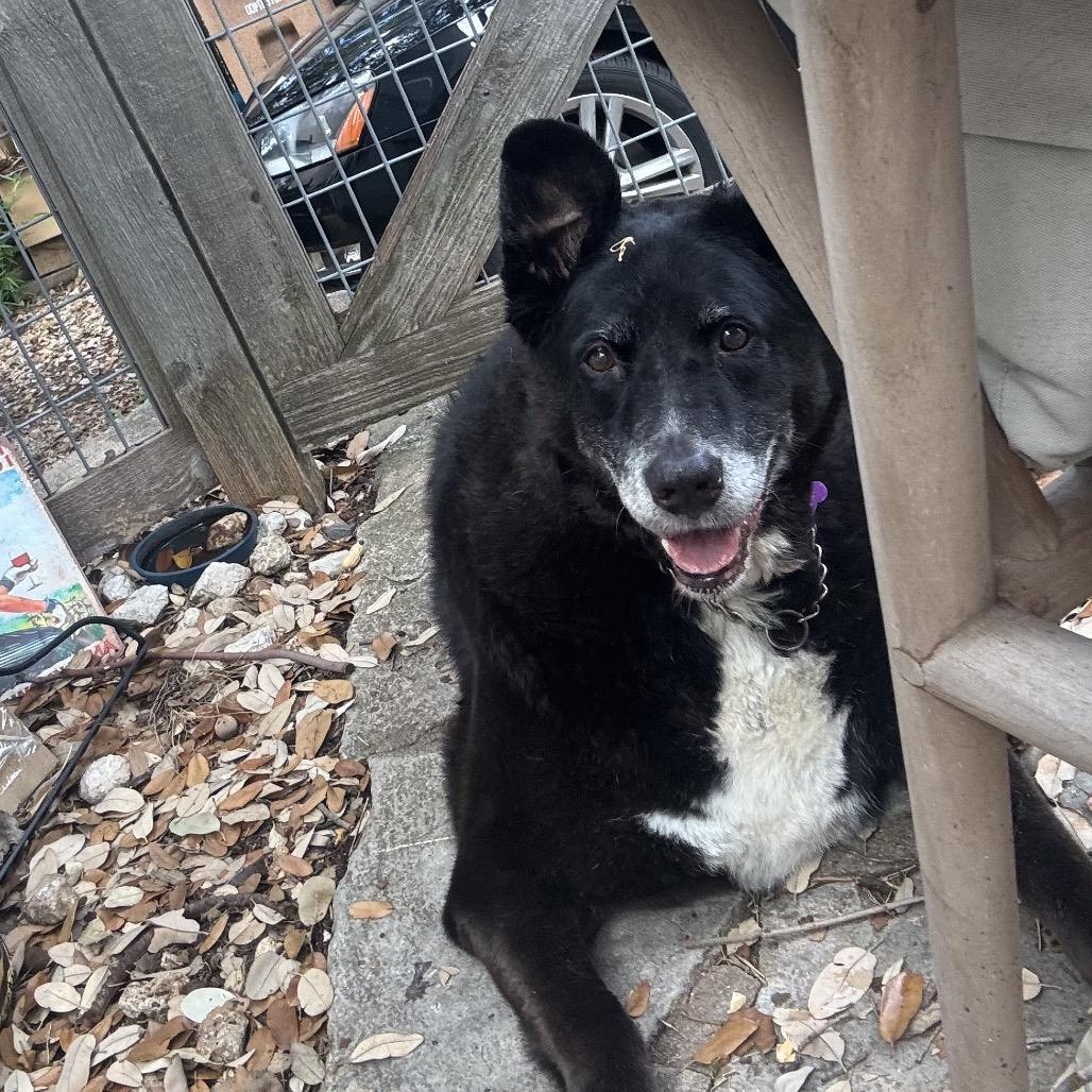 Enlarge Murphy, a Adoptable Black Labrador Retriever in Aledo, TX image 2/6