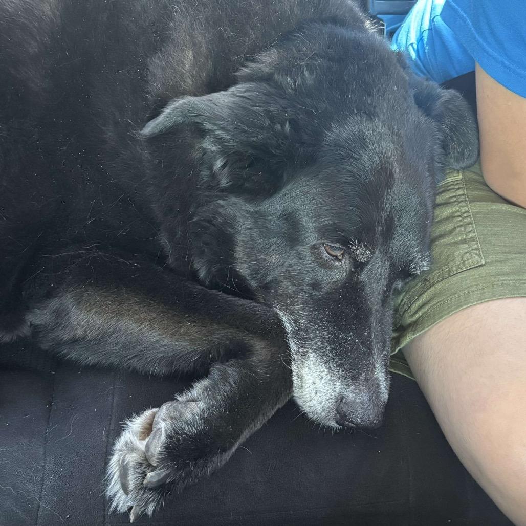 Enlarge Murphy, a Adoptable Black Labrador Retriever in Aledo, TX image 3/6