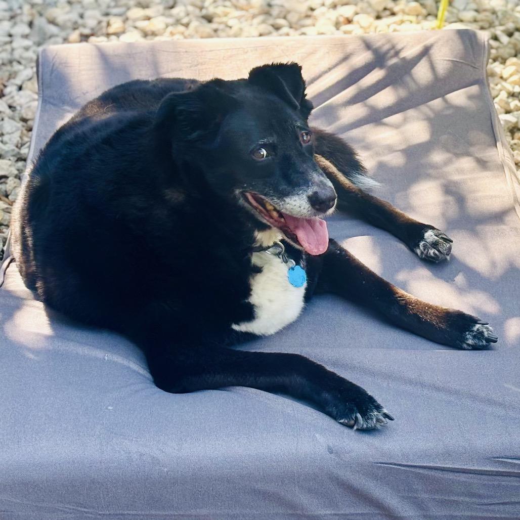 Enlarge Murphy, a Adoptable Black Labrador Retriever in Aledo, TX image 4/6
