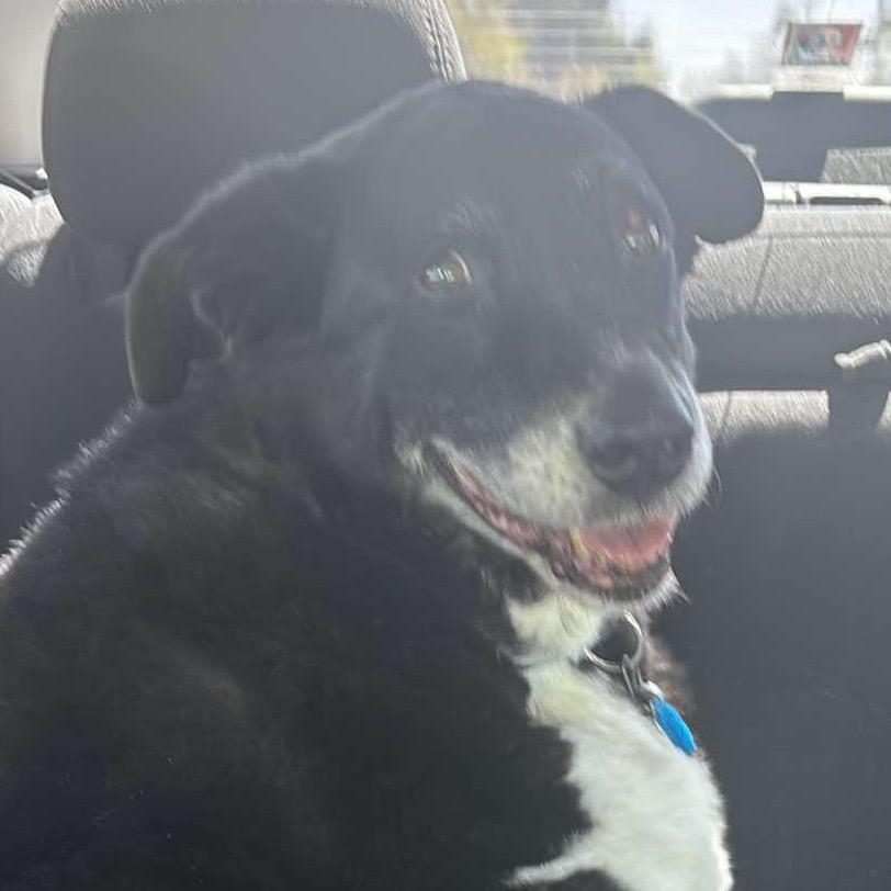 Enlarge Murphy, a Adoptable Black Labrador Retriever in Aledo, TX image 5/6