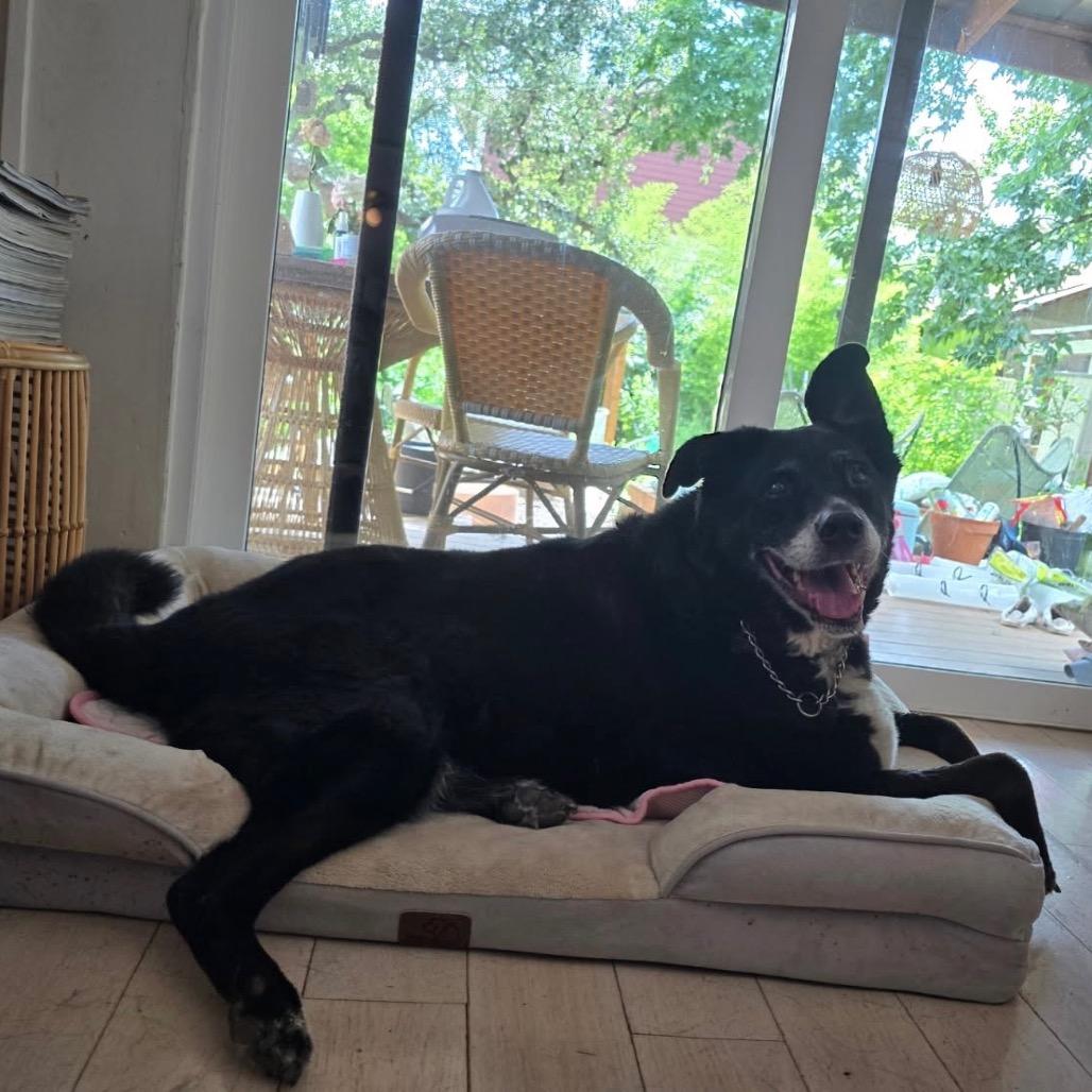 Enlarge Murphy, a Adoptable Black Labrador Retriever in Aledo, TX image 6/6