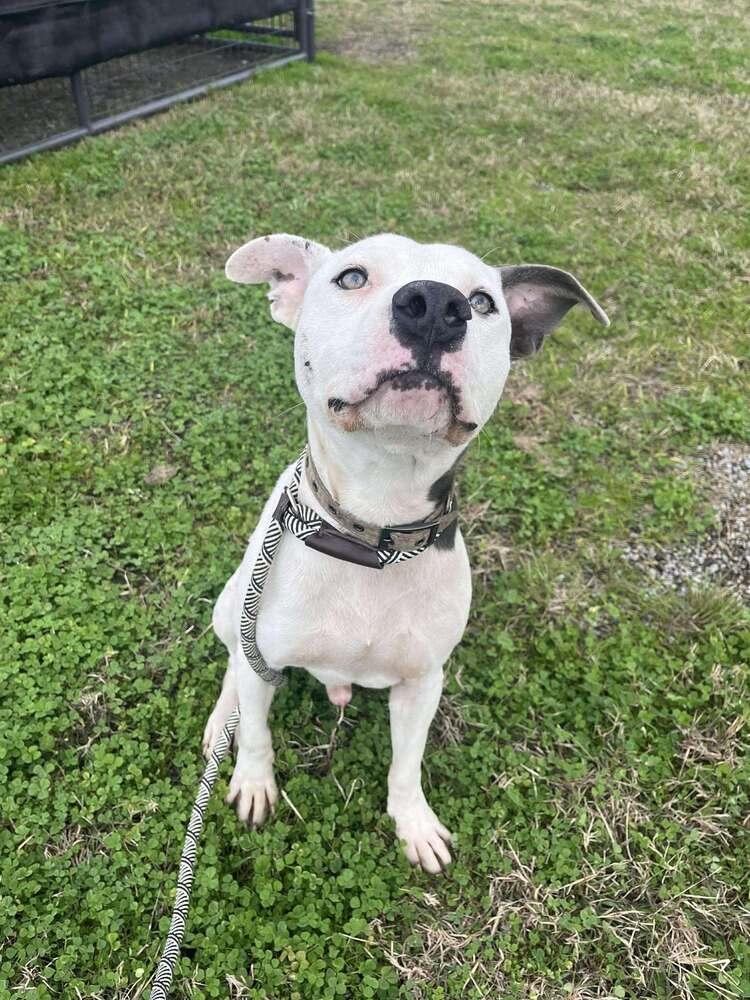 Pocco, a Adoptable mixed breed in Scott, LA image 1/6