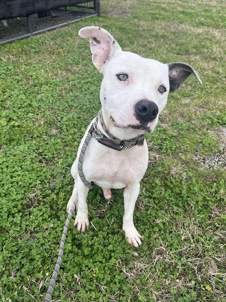 Pocco, a Adoptable mixed breed in Scott, LA image 2/6