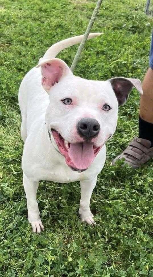 Pocco, a Adoptable mixed breed in Scott, LA image 3/6