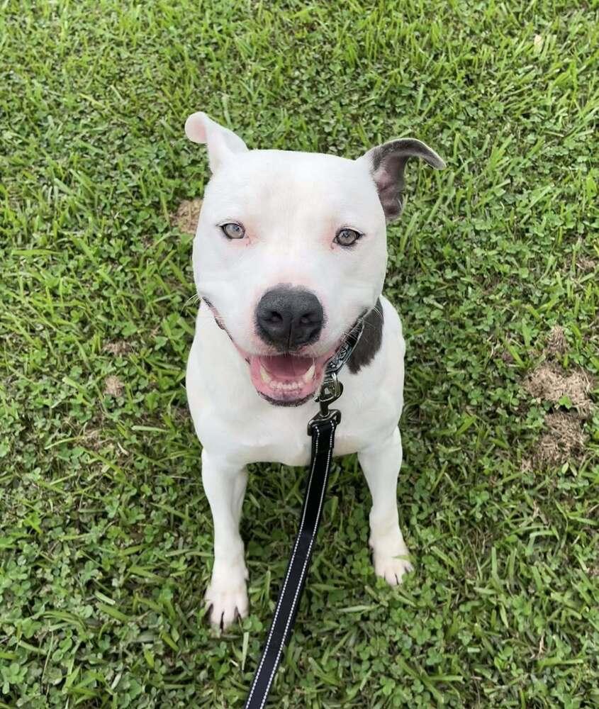 Pocco, a Adoptable mixed breed in Scott, LA image 4/6