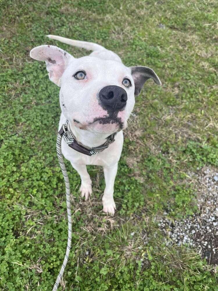 Pocco, a Adoptable mixed breed in Scott, LA image 5/6