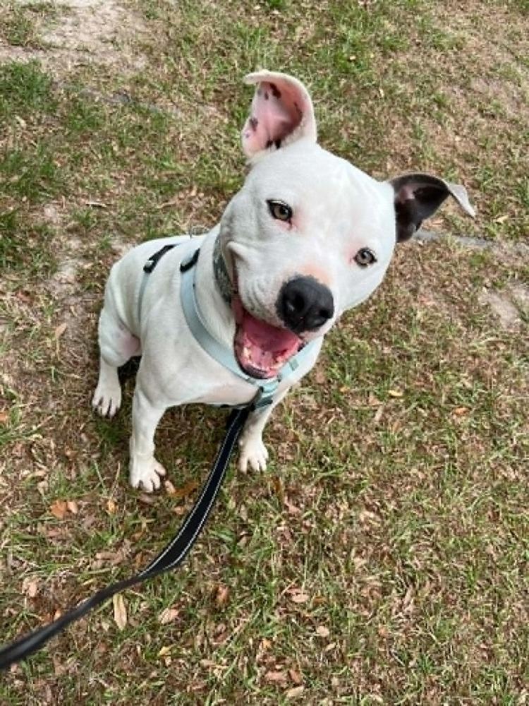 Pocco, a Adoptable mixed breed in Scott, LA image 6/6