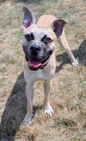 BRODY, Adoptable, Young Male Pit Bull Terrier & Boxer.