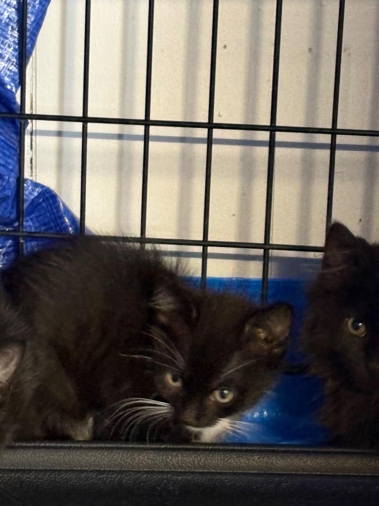 Enlarge Night, a Adoptable mixed breed in Wauchula, FL image 1/1