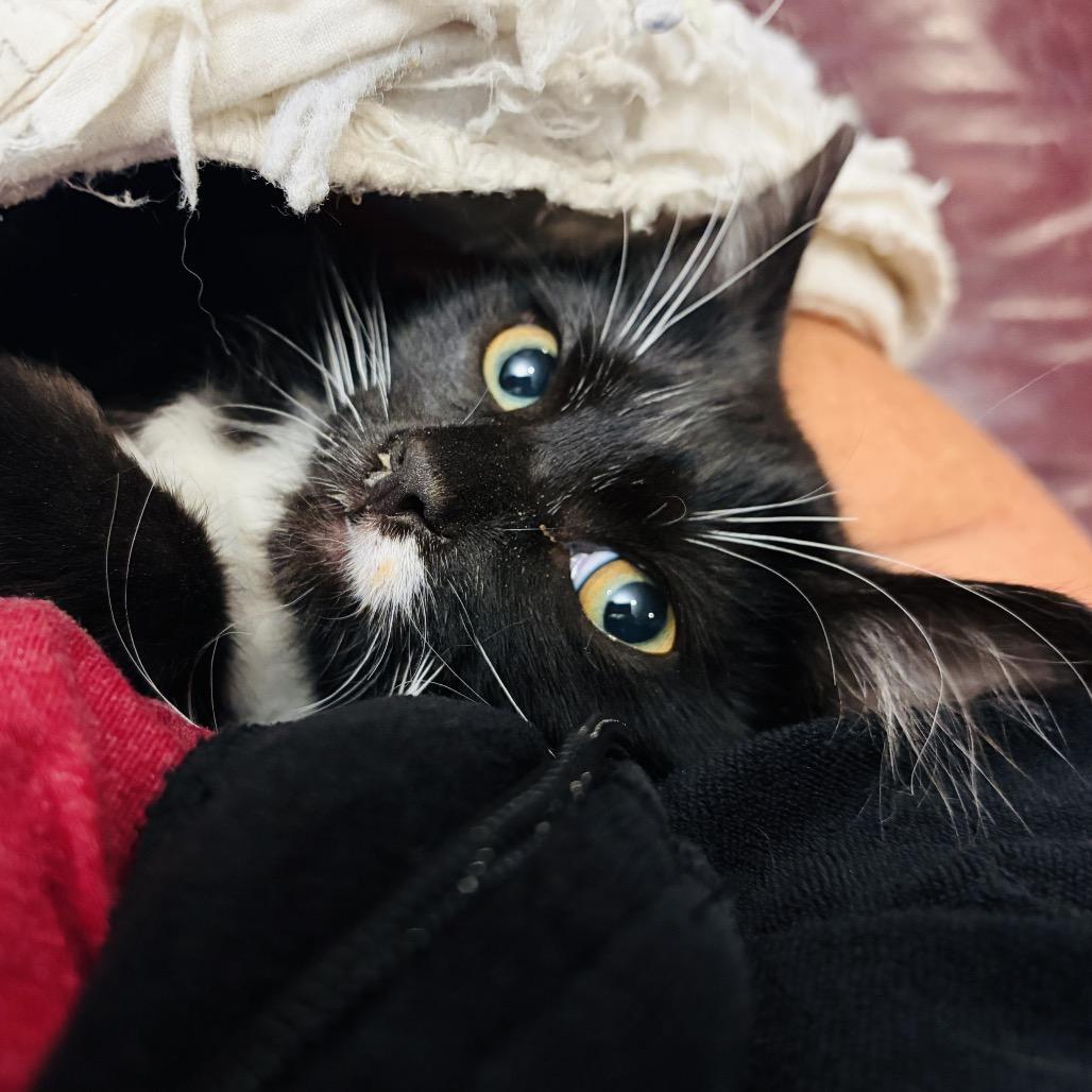Don Vito, Adoptable, Kitten Male Domestic Short Hair.